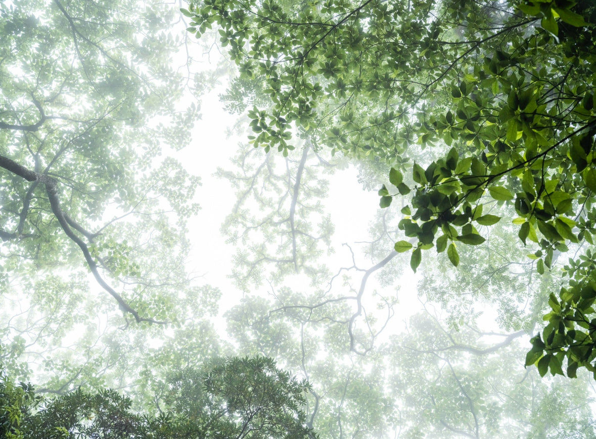 Crown shyness